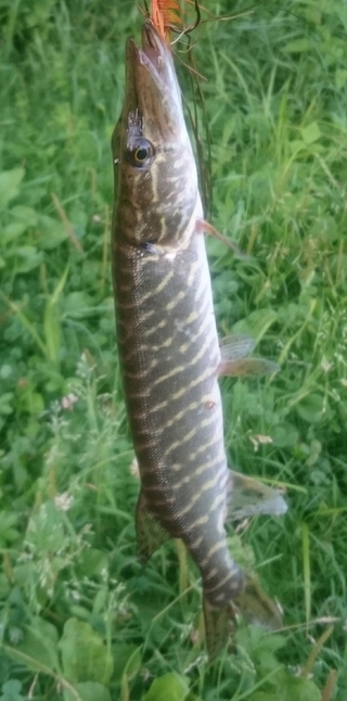 Northern Pike