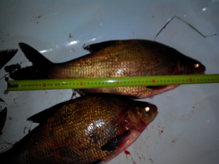Carp bream