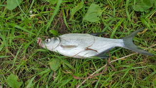 Silver Bream