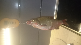 Carp bream