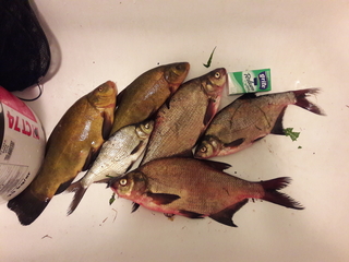 Carp bream