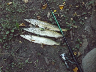 Northern Pike