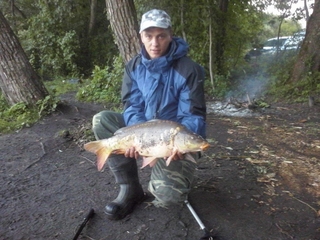 Mirror carp