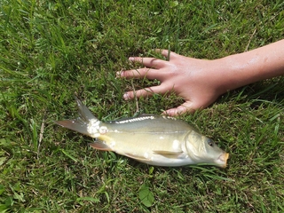Mirror carp