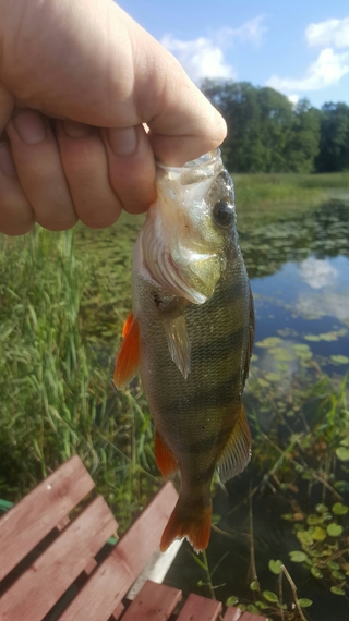 Eurasian perch