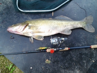 Pike perch