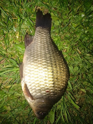 Prussian carp