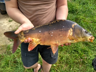 Mirror carp