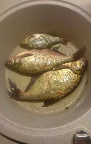 Carp bream