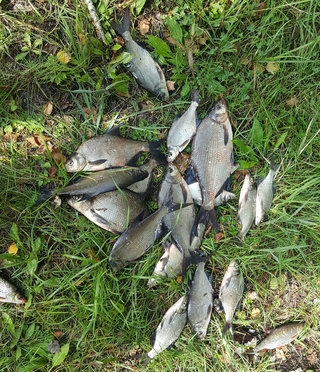 Carp bream