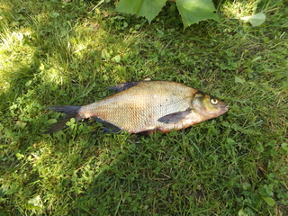 Carp bream