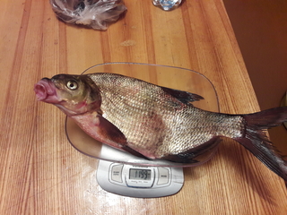 Carp bream