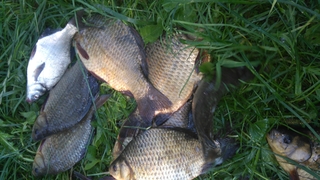 Crucian carp