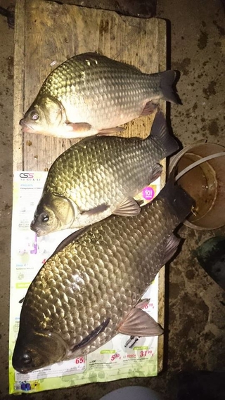 Prussian carp