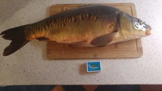 Crucian carp