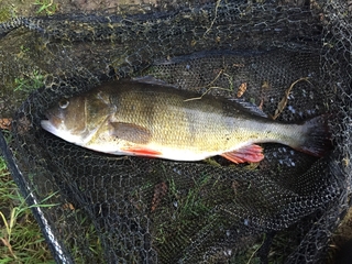 Eurasian perch
