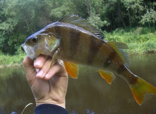 Eurasian perch