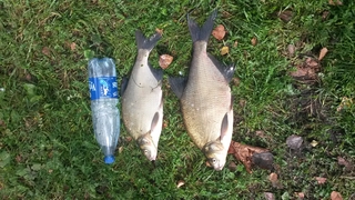 Carp bream