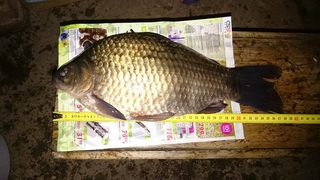 Prussian carp