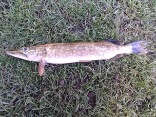 Northern Pike