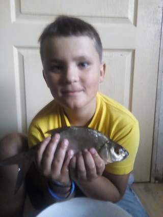 Silver Bream