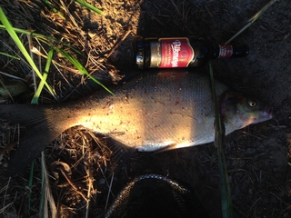 Carp bream