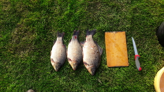 Prussian carp