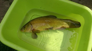 Tench