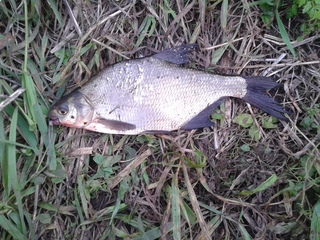 Carp bream