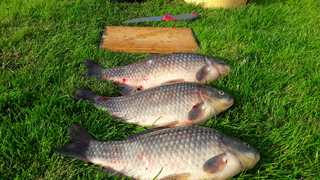 Prussian carp
