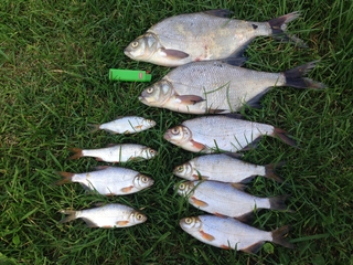 Carp bream