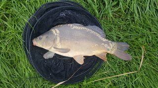 Mirror carp