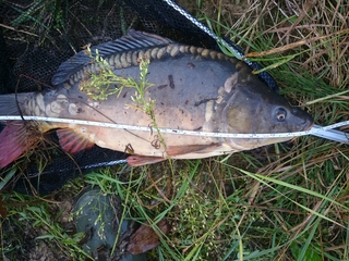 Mirror carp