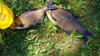 Carp bream