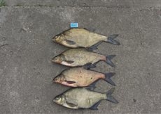 Carp bream