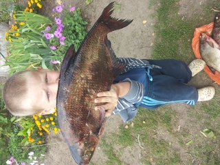 Carp bream