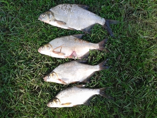 Carp bream