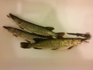 Northern Pike