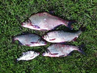 Carp bream