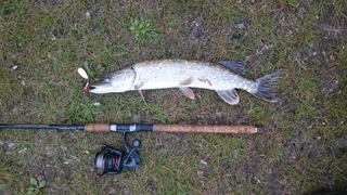 Northern Pike