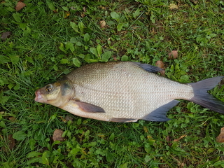 Carp bream