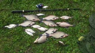 Carp bream
