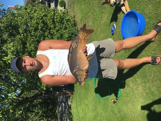 Mirror carp