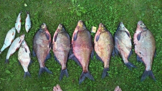 Carp bream