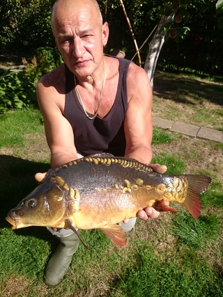 Mirror carp
