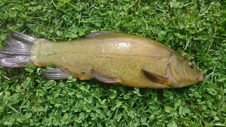 Tench