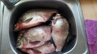 Carp bream