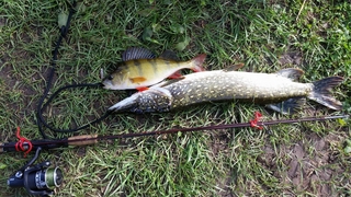 Northern Pike