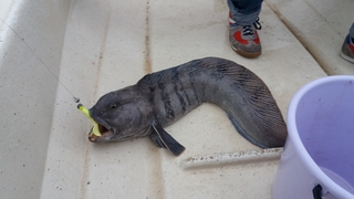 Atlantic wolffish