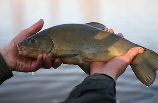 Tench